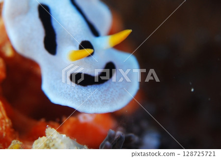 Smiling Sea Slug 128725721