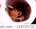 Hermit crab peeking 128725722