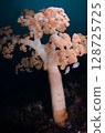 Cherry blossoms underwater 128725725