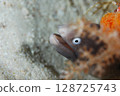 Moray eel pops up 128725743