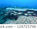 Coral reef inhabitants 128725746