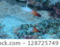 A pair of Hatatate goby 128725749