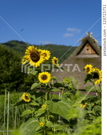 Sunflowers blooming in Miyama Kayabuki Village Sunflowers blooming in Miyama Kayabuki Village 128725751