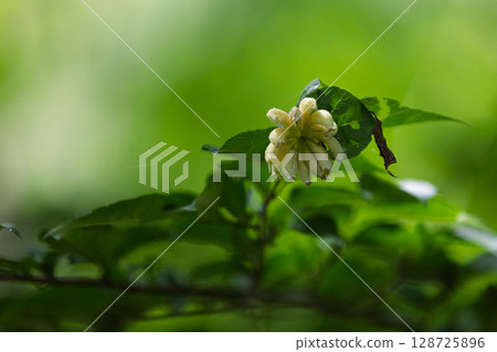 Egononekoashi 128725896