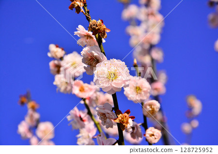 多重瓣梅花 128725952