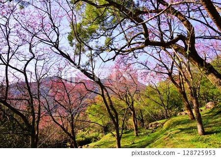 Yangmingshan Park 128725953