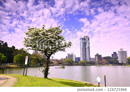 碧湖公園的流蘇 碧湖公園的流蘇 128725966
