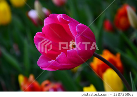 tulip 128726062