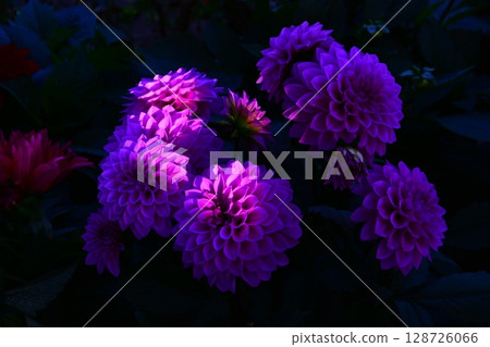 大理花 大理花 128726066