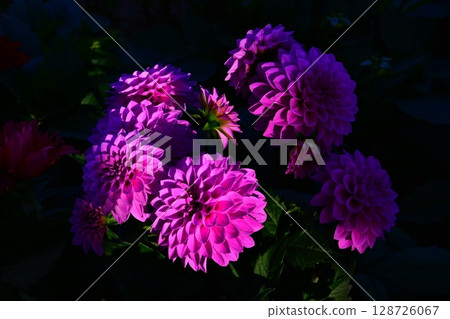 大理花 大理花 128726067