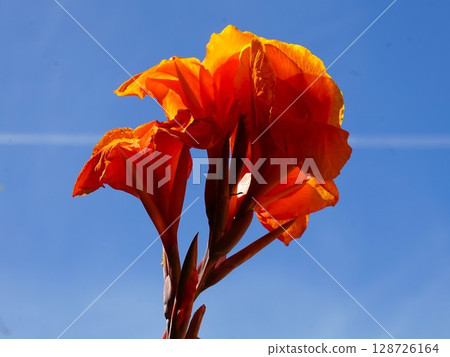 橙色美人蕉和藍色夏日天空 128726164