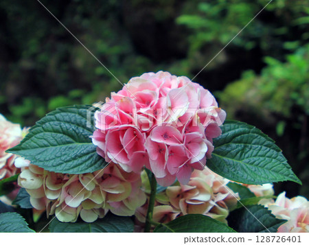 hydrangea hydrangea 128726401