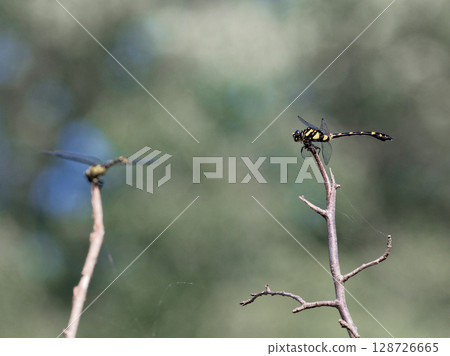 A stationary dragonfly (Formosan prickly pear)♂ A stationary dragonfly (Formosan prickly pear)♂ 128726665