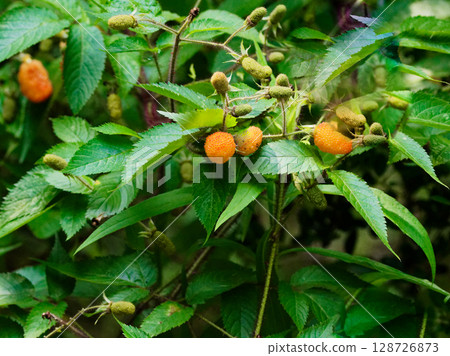 Rubus arbutus, Rosaceae, Rubus arbutus 128726873