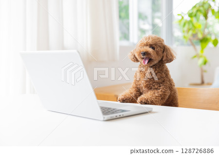 玩具貴賓犬正在看電腦 128726886