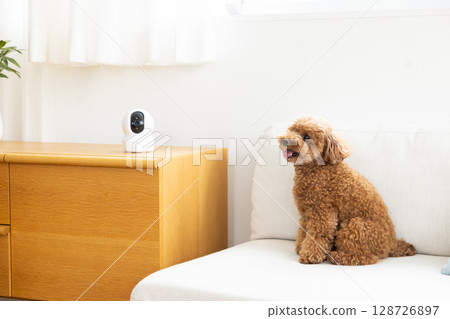 寵物相機與玩具貴賓犬 128726897