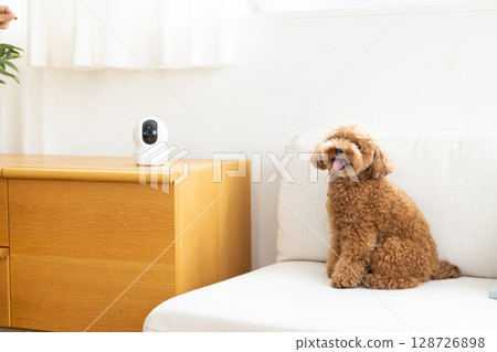 寵物相機與玩具貴賓犬 128726898