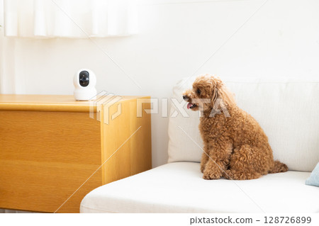 Pet camera and toy poodle 128726899