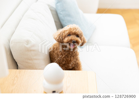 寵物相機與玩具貴賓犬 128726900