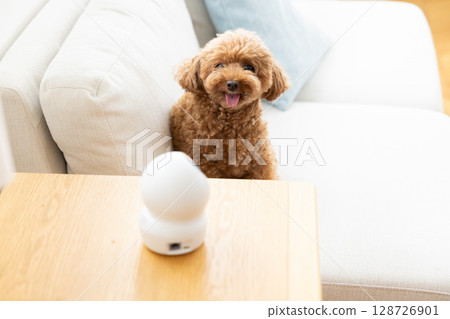 Pet camera and toy poodle Pet camera and toy poodle 128726901