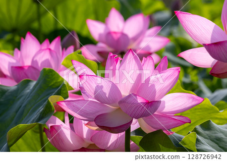A colony of ancient lotus flowers in the lotus pond at Heisei no Mori Park in Shimoyatsubayashi, Kawajima-cho, Hiki-gun, Saitama Prefecture 128726942