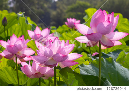 A colony of ancient lotus flowers in the lotus pond at Heisei no Mori Park in Shimoyatsubayashi, Kawajima-cho, Hiki-gun, Saitama Prefecture 128726944