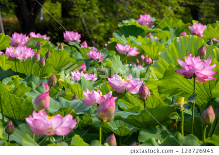 埼玉縣比企郡川町下八林平成之森公園蓮花池的古蓮花簇 埼玉縣比企郡川町下八林平成之森公園蓮花池的古蓮花簇 128726945
