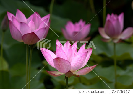埼玉縣比企郡川町下八林平成之森公園蓮花池的古蓮花簇 128726947