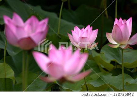 A colony of ancient lotus flowers in the lotus pond at Heisei no Mori Park in Shimoyatsubayashi, Kawajima-cho, Hiki-gun, Saitama Prefecture 128726948