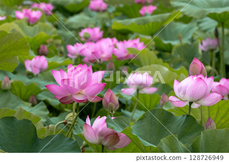A colony of ancient lotus flowers in the lotus pond at Heisei no Mori Park in Shimoyatsubayashi, Kawajima-cho, Hiki-gun, Saitama Prefecture 128726949