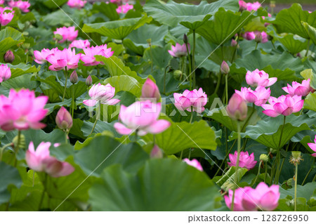 A colony of ancient lotus flowers in the lotus pond at Heisei no Mori Park in Shimoyatsubayashi, Kawajima-cho, Hiki-gun, Saitama Prefecture 128726950