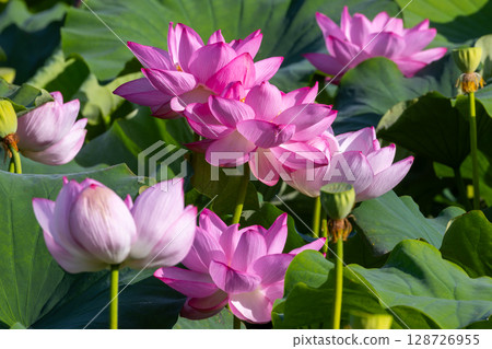 埼玉縣比企郡川町下八林平成之森公園蓮花池的古蓮花簇 128726955