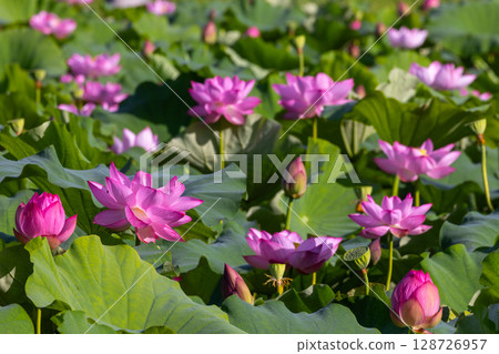 A colony of ancient lotus flowers in the lotus pond at Heisei no Mori Park in Shimoyatsubayashi, Kawajima-cho, Hiki-gun, Saitama Prefecture A colony of ancient lotus flowers in the lotus pond at Heisei no Mori Park in Shimoyatsubayashi, Kawajima-cho, Hiki-gun, Saitama Prefecture 128726957