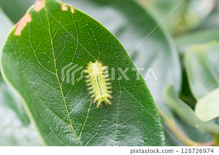 Bagworm moth pest Bagworm moth pest 128726974