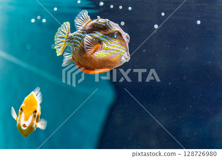 Ornate Cowfish Ornate Cowfish 128726980