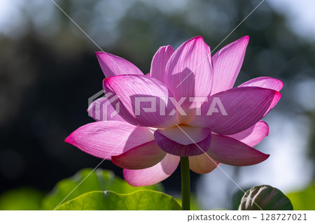 埼玉縣比企郡川町下八林町平成之森公園蓮花池中的古蓮花特寫 128727021