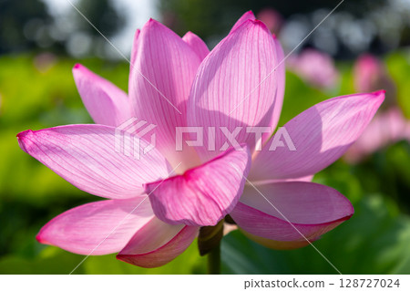 A close-up of ancient lotus flowers in the lotus pond at Heisei no Mori Park in Shimoyatsubayashi, Kawajima-cho, Hiki-gun, Saitama Prefecture 128727024