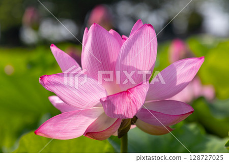 A close-up of ancient lotus flowers in the lotus pond at Heisei no Mori Park in Shimoyatsubayashi, Kawajima-cho, Hiki-gun, Saitama Prefecture 128727025