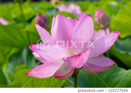 A close-up of ancient lotus flowers in the lotus pond at Heisei no Mori Park in Shimoyatsubayashi, Kawajima-cho, Hiki-gun, Saitama Prefecture 128727026