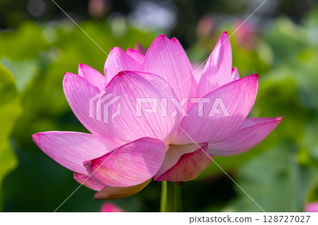 A close-up of ancient lotus flowers in the lotus pond at Heisei no Mori Park in Shimoyatsubayashi, Kawajima-cho, Hiki-gun, Saitama Prefecture 128727027