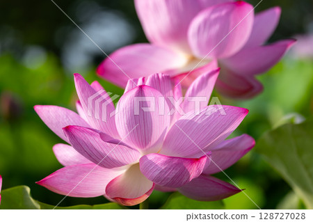A close-up of ancient lotus flowers in the lotus pond at Heisei no Mori Park in Shimoyatsubayashi, Kawajima-cho, Hiki-gun, Saitama Prefecture 128727028