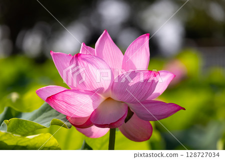 A close-up of ancient lotus flowers in the lotus pond at Heisei no Mori Park in Shimoyatsubayashi, Kawajima-cho, Hiki-gun, Saitama Prefecture 128727034