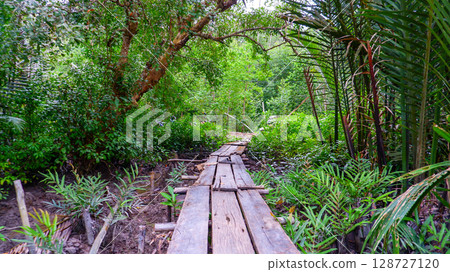 Narrow Wooden Pathway Through Lush Tropical Forest and Mangrove Swamp 128727120