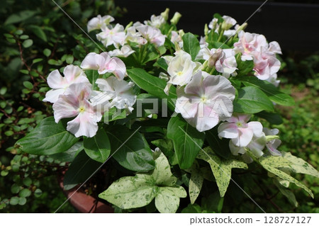 Cute pastel-colored Madagascar periwinkle Cute pastel-colored Madagascar periwinkle 128727127