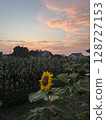 Sunflower field dyed to the sunset 128727153