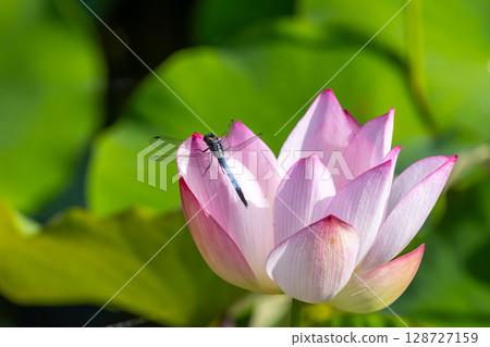 埼玉縣比企郡川町下八林町平成之森公園蓮花池中的古蓮花和白尾鷸 128727159