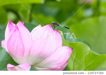 埼玉縣比企郡川町下八林町平成之森公園蓮花池中的古蓮花和白尾鷸 128727160