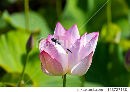 埼玉縣比企郡川町下八林町平成之森公園蓮花池中的古蓮花和白尾鷸 128727188