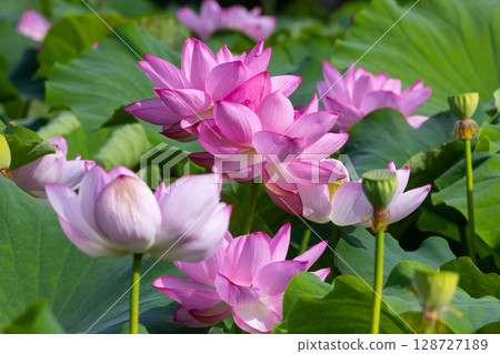 埼玉縣比企郡川町下八林平成之森公園蓮花池的古蓮花簇 128727189