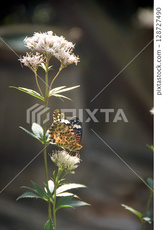 一隻燕尾蝶正在和一朵日本百合玩耍 128727490